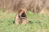 CHOW CHOW 301